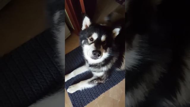 Маламут собирается на дачу / МАЛАМУТ Одяша не доволен смотреть онлайн