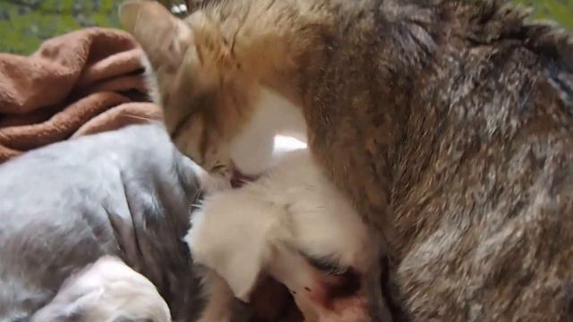 Кошка вылизывает собаку смотреть онлайн