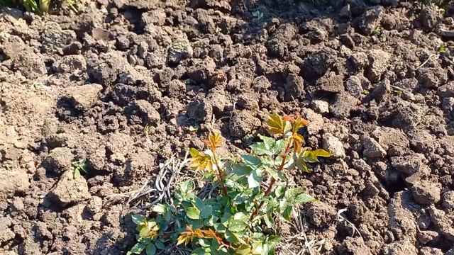 Квітник: троянди, іриси, еремуруси, гібіскус та інші квіти. смотреть онлайн