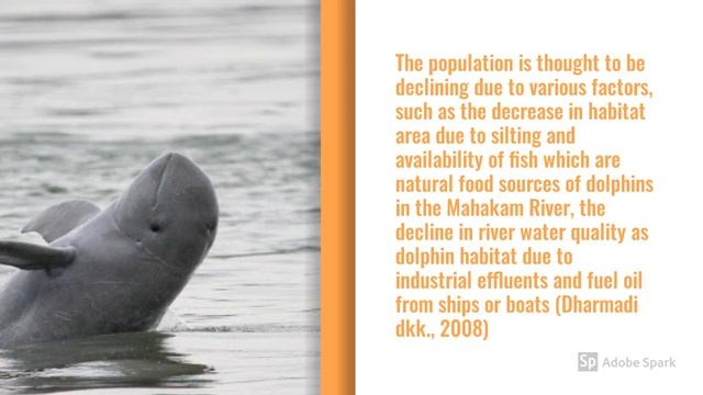 Irrawaddy Dolphin Conservation Research Summary