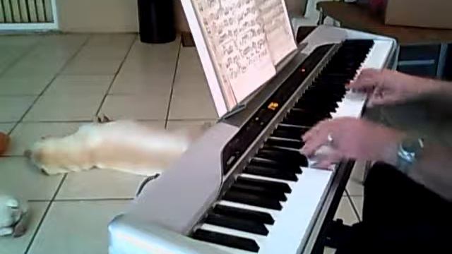 MARCH OF PORTUGAL Played by Antonio Rodrigues.wmv смотреть онлайн