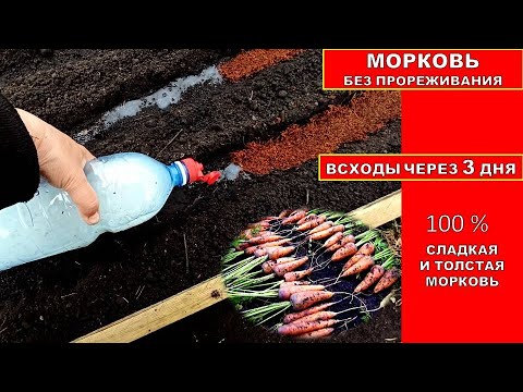 МОРКОВЬ БЕЗ ПРОРЕЖИВАНИЯ - ВСХОДЫ ЧЕРЕЗ 3 ДНЯ! Супер способ посева урожайной толстой моркови