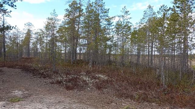 Весенний лес у Белого моря смотреть онлайн