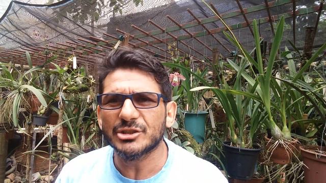 Dicas de Cultivo de Orquídeas 162 смотреть онлайн