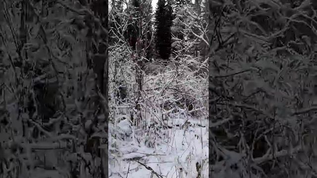 Жесть первое видео медведь шатун.