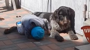 Отношение дратхаара к ребенку