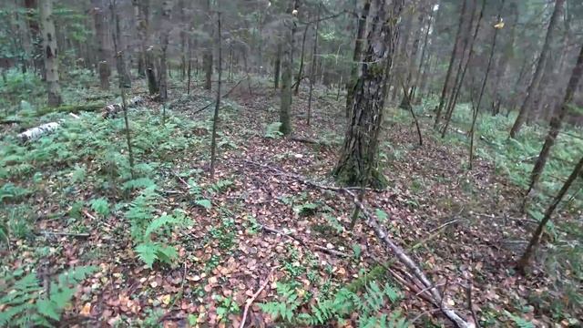 Пираньи Едят с Рук. Собрали 10КГ Белых Грибов. Деревянный Конструктор смотреть онлайн