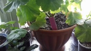 Пеларгония Australian pink rosebud после летней обрезки