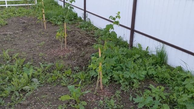 # 118. Обзор участка на середину августа 2022 г. Что и как у нас растёт. Окучиваю. Наши 10 соток. смотреть онлайн