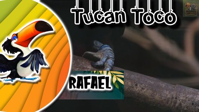 Animales Que Aparecen En Rio – SAMBA DE UN AVE EN PELIGRO DE EXTINCIÓN