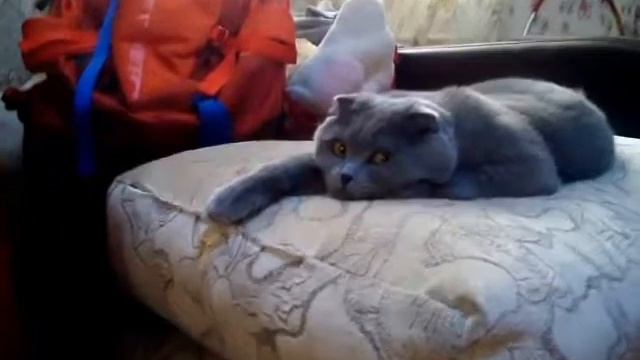 Какие животные у меня есть? смотреть онлайн