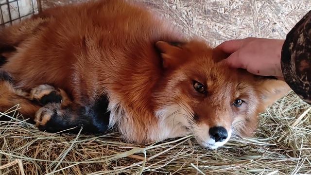 Лисы из Новолисья. Пытаюсь безуспешно переорать лису, про новых лис, про Маффина и его хвост. смотреть онлайн