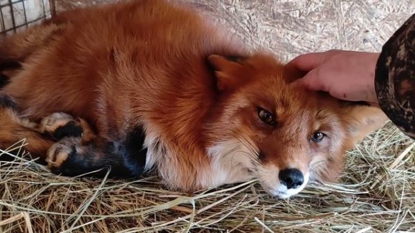 Лисы из Новолисья. Пытаюсь безуспешно переорать лису, про новых лис, про Маффина и его хвост.