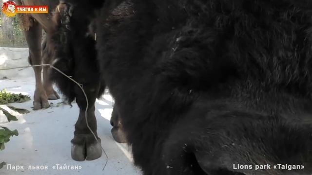 Крошка бизон - еще одно рождение в Тайгане. Bison cub - another birth in Taigan. смотреть онлайн
