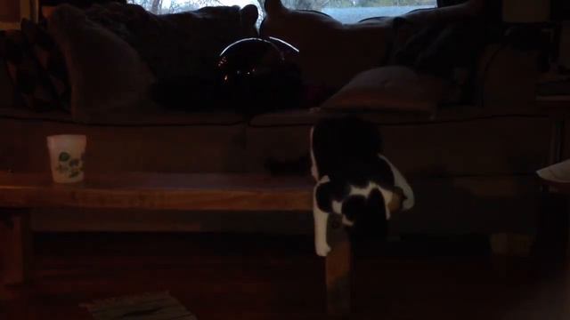 Pussy gone crazy смотреть онлайн