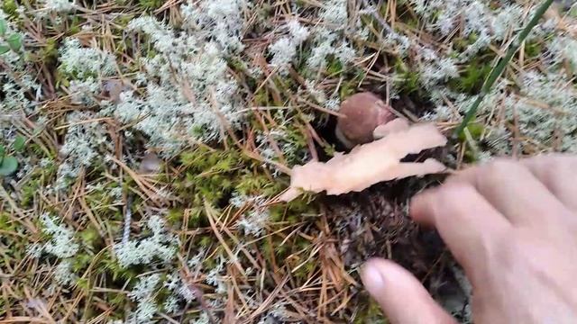 Первые Оленьи рожки в этом году смотреть онлайн