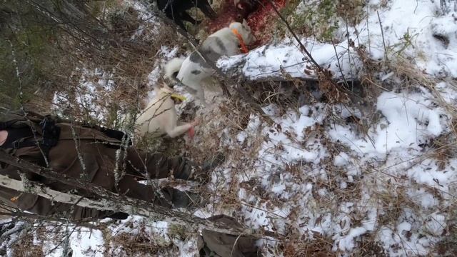 Подписчик в шоке от охоты. Охота на кабана. Кабан ранил собаку смотреть онлайн