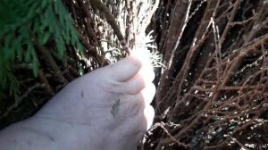 Обрезка туи весной  . Как обрезать? Что надо сделать?