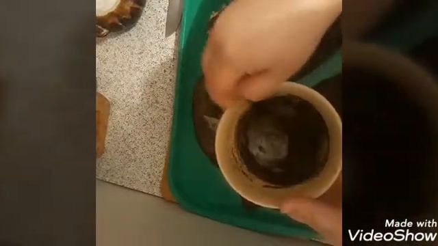 Камбала жареная в духовке.Быстро , просто и вкусно. смотреть онлайн