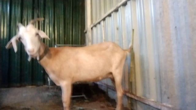 жизнь за городом. Мои козьки ❤️ Рогатые подружки. Утро козовода🙂. смотреть онлайн