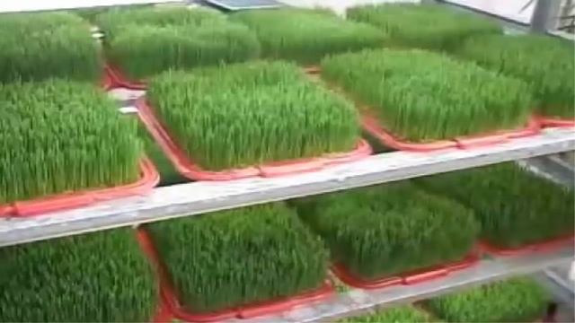 Зеленый коктейль из пророщенной пшеницы смотреть онлайн