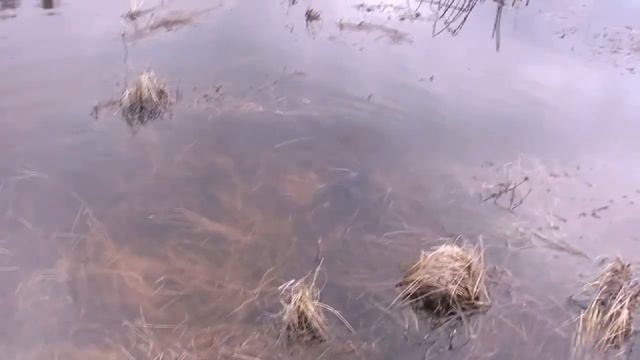 Нерест щуки смотреть онлайн