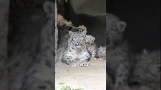 #Родились Три #Детеныша #Снежного #Дикого #Барса #Shorts