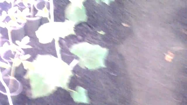 Теплица-термос второй сезон(видео2) смотреть онлайн