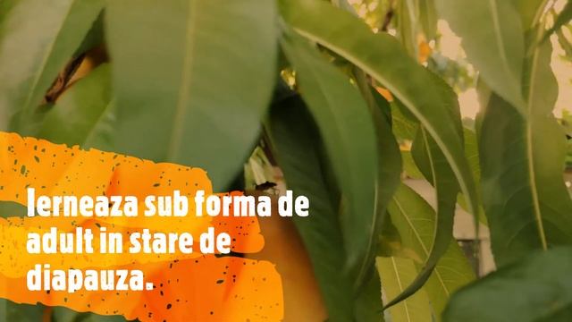 Plosnita marmorata - Halyomorpha halys смотреть онлайн