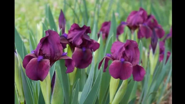 #Многолетники24 #Ирисы карликовые #Цветы для сада и бизнеса от Ольги Шевчук смотреть онлайн