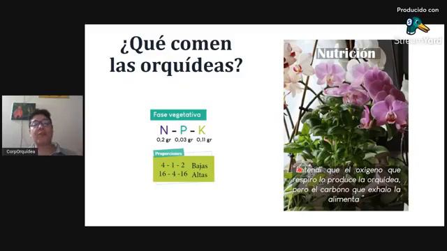 Cultivo de Phalaenopsis en Casa - Corporquídea смотреть онлайн