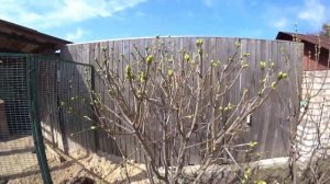 24 СОРТА СИРЕНИ НА ОДНОМ РАСТЕНИИ. Как привить сортовую сирень? 54 прививок