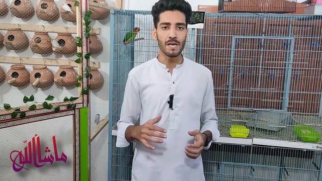 Why Java Sparrow Baby Chicks Die? || Java Bird Ky Bachy Kyun Marti Hain? смотреть онлайн