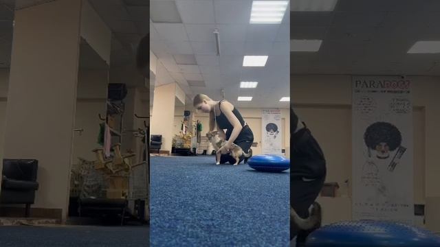 Комильфо с Северного Урала. Подготовка к выставке ?️?️?️ смотреть онлайн