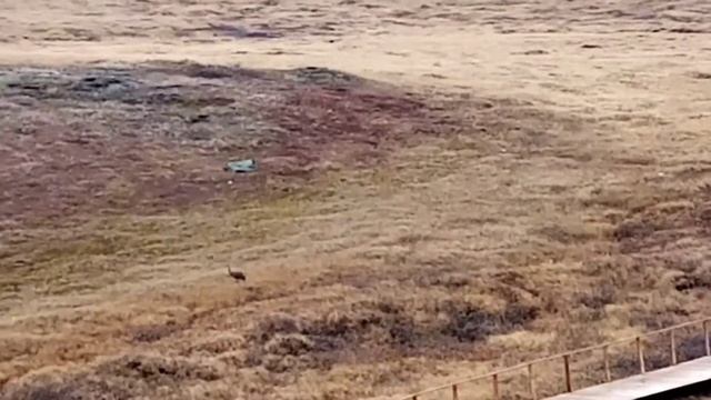 Лиса и журавль