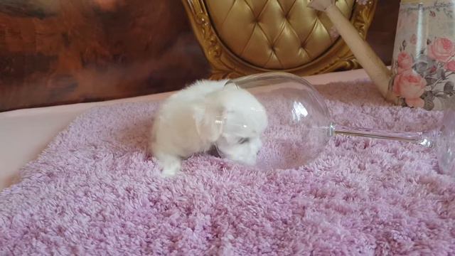 www.malteseclub.ru МАЛЬТЕЗЕ мини-девочка Элкейтс Шоу ЦЕССА ПРИНЦЕССА смотреть онлайн