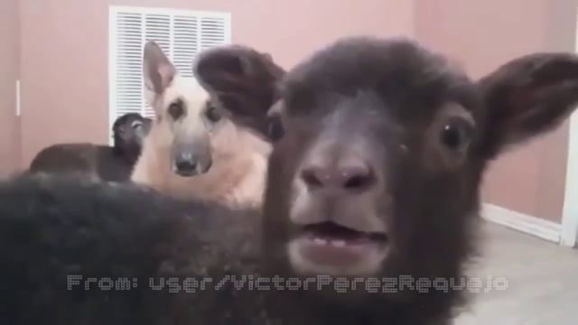 Goat Edition - THE GOATS SONG Blues