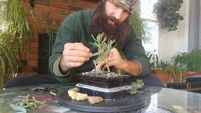 Senecio Succulent Mame Bonsai - Tree Farm Secret Fertilizer - Jan 2021 смотреть онлайн