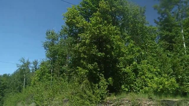 Форест парк 2019 год смотреть онлайн