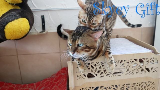 Кошка вяжет кота, уникальный случай, как стать стервой прайда ? смотреть онлайн