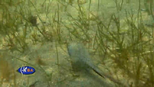 Пескарка бурая. Рыбы Черного моря. Callionymus pusillus Dragonet смотреть онлайн