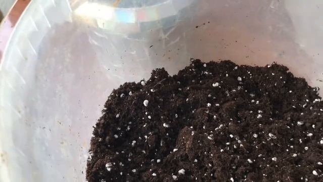 331. Королевская герань. Почему не цветет? Укоренение черенков. смотреть онлайн