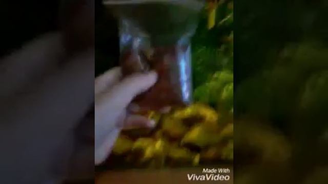 Рыбы пробуют корм рыбята! смотреть онлайн