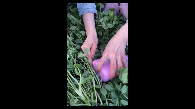 Очень нужный и удобный гаджет для прогулок с питомцем смотреть онлайн
