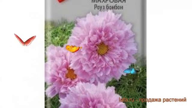 Космея махровая Роуз бонбон (rouz Bonbon) ? Роуз бонбон обзор: как сажать, семена космеи Роуз бонбо