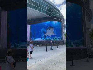 Shark 🦈 Attack In Nassau Bahamas 🇧🇸