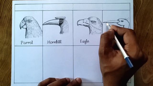 Different types of beaks of birds drawing/How to draw bird beaks step by step so easy. смотреть онлайн