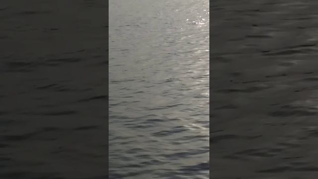 катера лодки корабли плывут по реке Каналу имени Москвы вдоль Северного Речного вокзала Москвы(3) смотреть онлайн