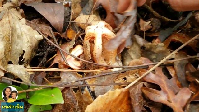 เห็ดหนวดปลาหมึก Clathrus columnatus смотреть онлайн