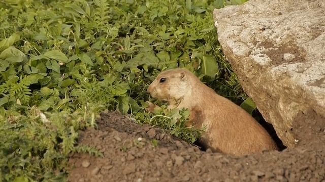 Внутри вольера: луговые собачки (Июль 2021) смотреть онлайн